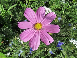 粉紅色的花,性質(zhì),花園
