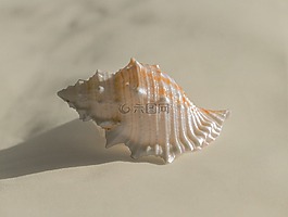 海螺,外殼,殼