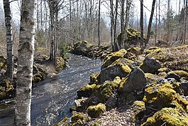 河,石頭,moss