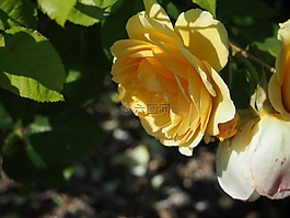 西雅圖,花,玫瑰