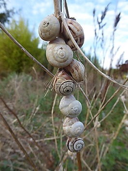 蝸牛,蝸牛殼,性質(zhì)