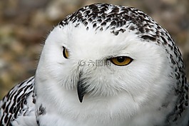 動物世界,鳥,性質(zhì)