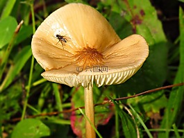 蘑菇,秋,森林