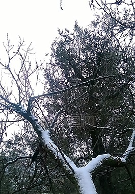 雪,樹,分支機(jī)構(gòu)