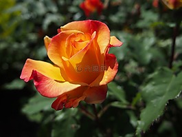 花,玫瑰,黃色