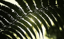 葉,性質(zhì),太陽