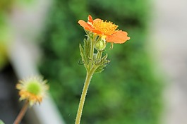 花,開花,性質(zhì)