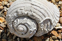 大海外壳,海洋,贝壳学
