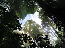森林,樹(shù),冠