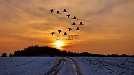 日落,冬天,雪