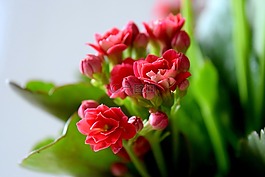 花卉,紅色,紅酒