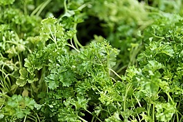 香菜,廠,香料