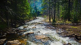 森林,過獨(dú)身生活,水