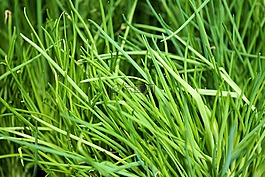 韭菜,廠,香料