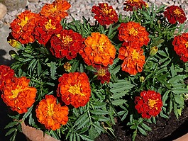 金盞花,鮮花,苗