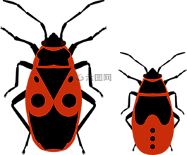 甲蟲,甲蟲，昆蟲,firebug
