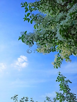 天空,鮮花,白花