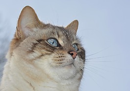 猫,鼻子的粉红色的猫,小胡子
