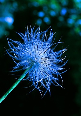 開花,花,性質(zhì)