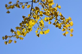 風(fēng)景,樹木,銀杏