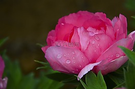 牡丹,鮮花,雨后