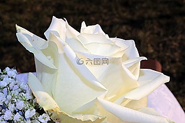 玫瑰,白玫瑰,開花