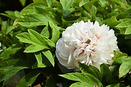 牡丹,鮮花,雨后