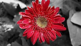 花,植物區(qū)系,自然