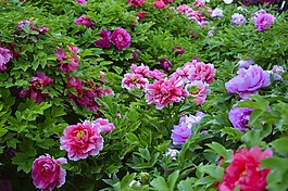 牡丹,鮮花,雨后