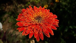 自然,花,植物區(qū)系