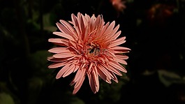 自然,花,植物區(qū)系