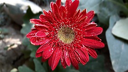 花,植物區(qū)系,自然
