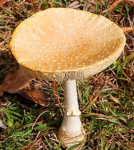 蘑菇,膏,flavivolvata