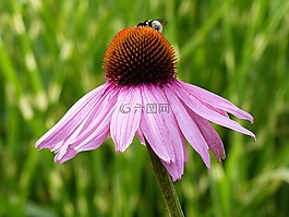 太阳帽,花卉,蜜蜂