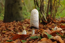蘑菇,植物,森林