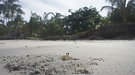 蟹,海灘,沙