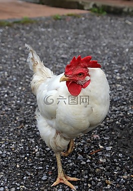 雞,哈恩,鳥