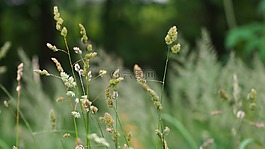 干草,自然,綠色