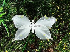 蝴蝶,花園,自然