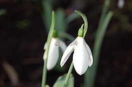 春,鮮花,雪花蓮