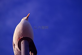 海鷗,天空,假期