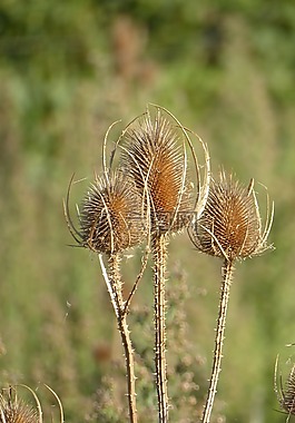 起毛草,干花,法国南部