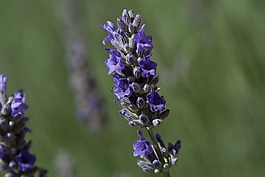 熏衣草,花,性質(zhì)