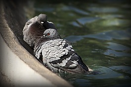 鴿子,池塘,動(dòng)物