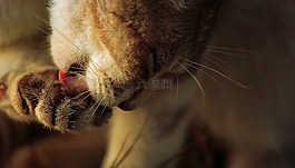 貓,野貓,貓科動物