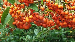 rowanberries,浆果,橙
