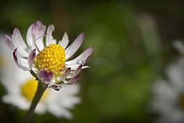 雛菊,花,性質(zhì)