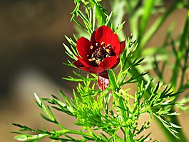 花卉,紅色,綻放