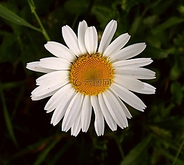 瑪格麗特,開(kāi)花,花