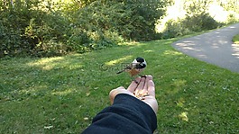 鳥,手,草